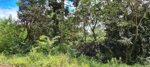 Terreno, 1795m², à venda em Dois Irmãos, Loteamento Jardim Bonamigo - Imobiliária São Miguel